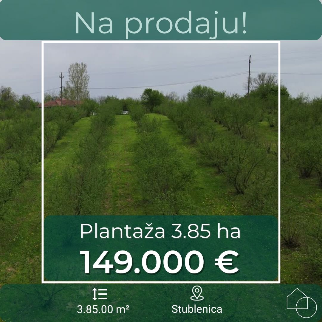 Plantaža lešnika na 3.85 ha
